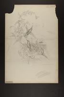 Avocettula recurvirostris