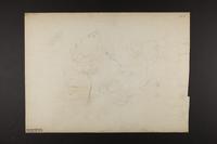 Unidentified bird drawing