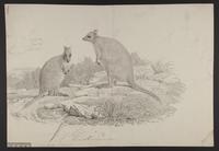 Halmaturus billarderii