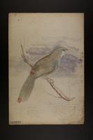 Aulacoramphus caeruleicinctus