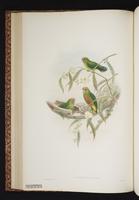 Yellow-capped Pygmy Parrot plate 21
