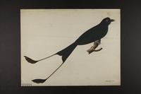 Unidentified bird drawing