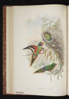 Red-flanked Lorikeet plate 20