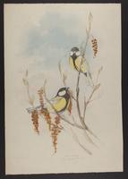 Parus major