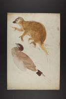 Unidentified Mammal and birds