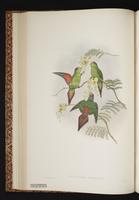Pygmy Lorikeet plate 19