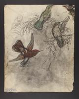 Eustephanus leyboldi