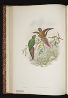Plum-faced Lorikeet plate 18