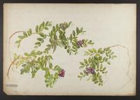 botanical: (Lathyrus maritimus)