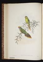 Red-flanked Lorikeet plate 17