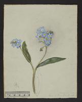 botanical: Myosotis palustris