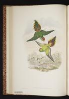 Red-fronted Lorikeet plate 16