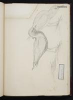 Charadrius xanthocheilus