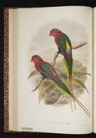 Papuan Lorikeet plate 15