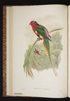 Papuan Lorikeet plate 14