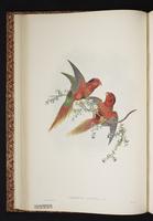 Fairy Lorikeet plate 13