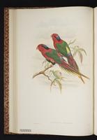Josephine's Lorikeet plate 12
