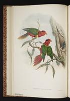 Duchess Lorikeet plate 11