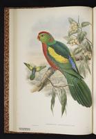 Alisterus x Aprosmictus chloropterus x erythropterus (hybrid) plate 10