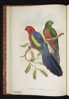 Papuan King Parrot plate 9