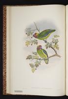 Double-eyed Fig Parrot plate 8