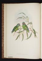 Double-eyed Fig Parrot plate 7