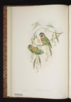 Orange-breasted Fig Parrot plate 6