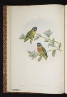 Orange-breasted Fig Parrot plate 5