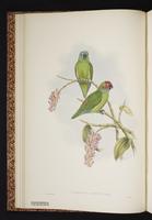 Double-eyed Fig Parrot plate 4