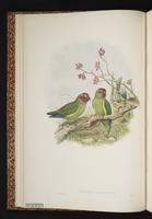 Double-eyed Fig Parrot plate 3