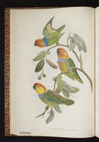 Flame-headed Fig Parrot plate 2