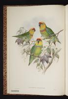 Flame-headed Fig Parrot plate 1