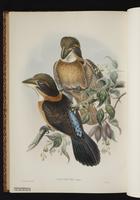 Shovel-billed Kookaburra plate 59