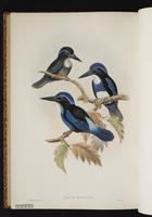 Blue-black Kingfisher plate 58