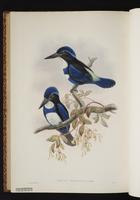 Blue-black Kingfisher plate 57