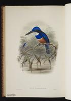Blue-black Kingfisher plate 56