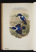 Ultramarine Kingfisher plate 55