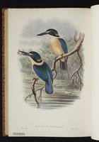 Collared Kingfisher plate 54