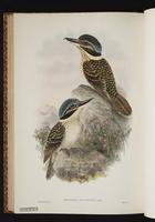 Hook-billed Kingfisher plate 53