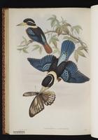Rufous-bellied Kookaburra plate 52
