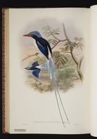 Galatea Paradise Kingfisher plate 51