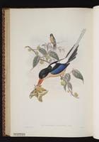 Buff-breasted Paradise Kingfisher plate 50