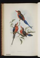 Russet Paradise Kingfisher plate 49
