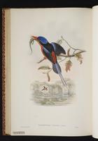 Fairy Paradise Kingfisher plate 48