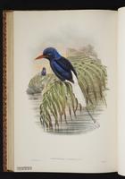 Cobalt Paradise Kingfisher plate 47