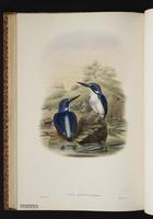 Chameleon Dwarf Kingfisher plate 46