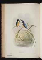 Chameleon Dwarf Kingfisher plate 45