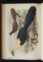 Buff-headed Coucal plate 44