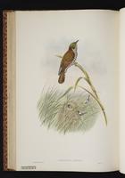 White-eared Bronze Cuckoo plate 43