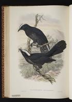 White-crowned Cuckoo plate 42